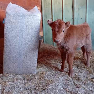 Stallströ hampaisolering